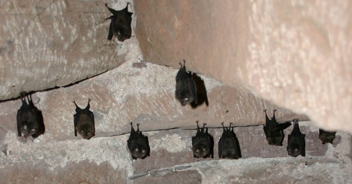 Bats in Churches Citizen Science Cambridge Conservation Forum